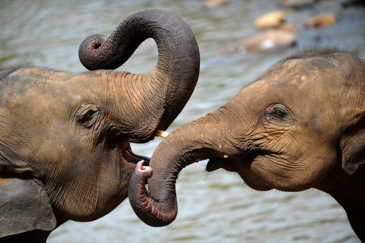 Elephants at Pinnawela
