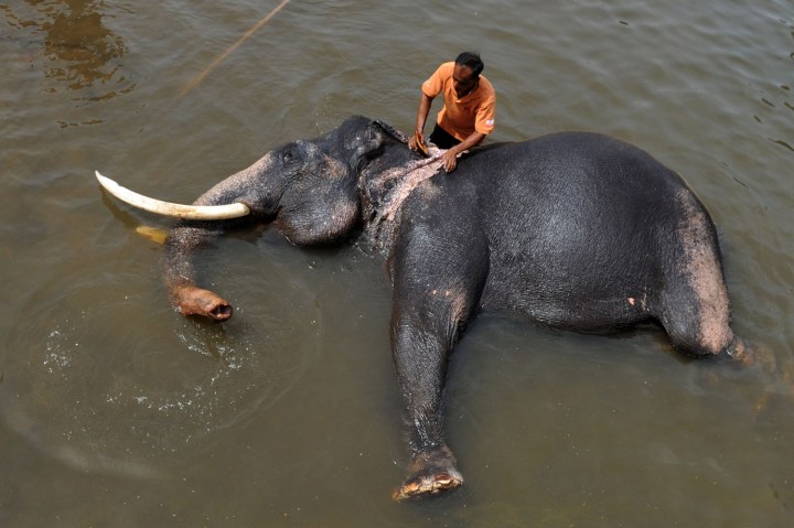 Sri Lankan elephants