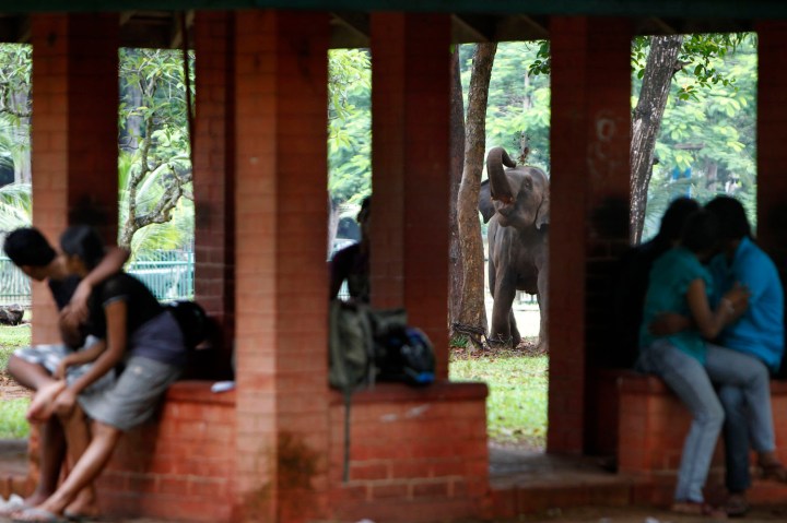 Sri Lanka Elephants