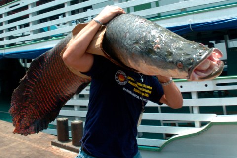 Pirarucu fish