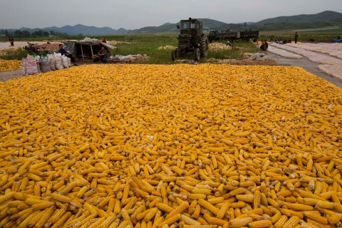 North Korea Farm