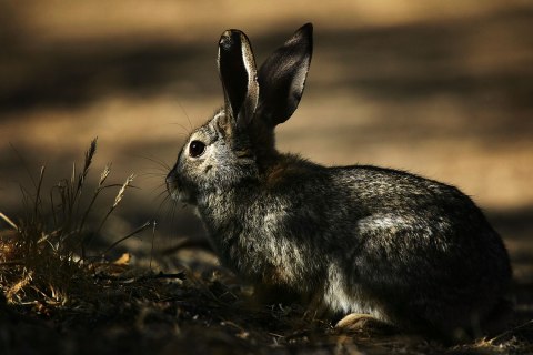 image: A desert cottontail rabbit forages near a desert marsh in Morongo Valley, Calif., April 11, 2007.