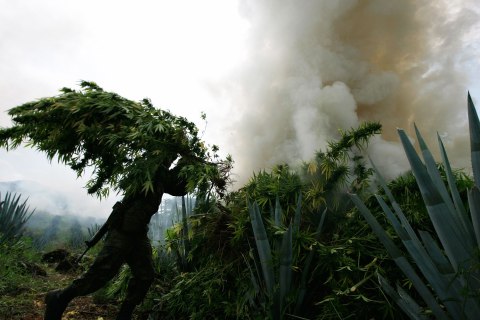 A soldier throws a bundle of marijuana into a bonfire during a military operation at Tequila in Jalisco
