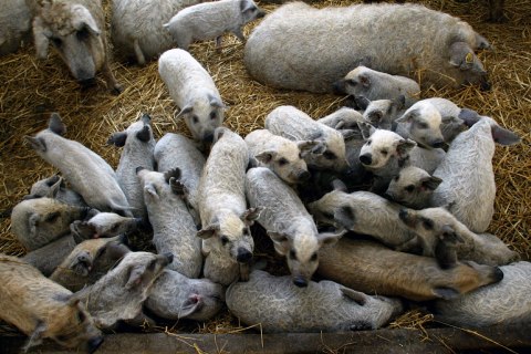 Indigenous Mangalica long-haired piglets
