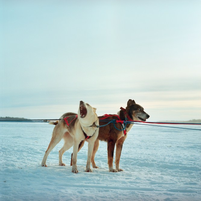 Sled Dogs are seen before a race during the Winter Carnival in Fort Chipewyan, a First Nation community north of Fort McKay on lake Althabasca that is also dealing with many downstream pollution issues from the Oil Sands. Both communities are very closely related, "Chip" is often refereed to as "Gods Country" and when the winter roads open it serves as a common weekend getaway and change from the closer city of Fort McMurray.