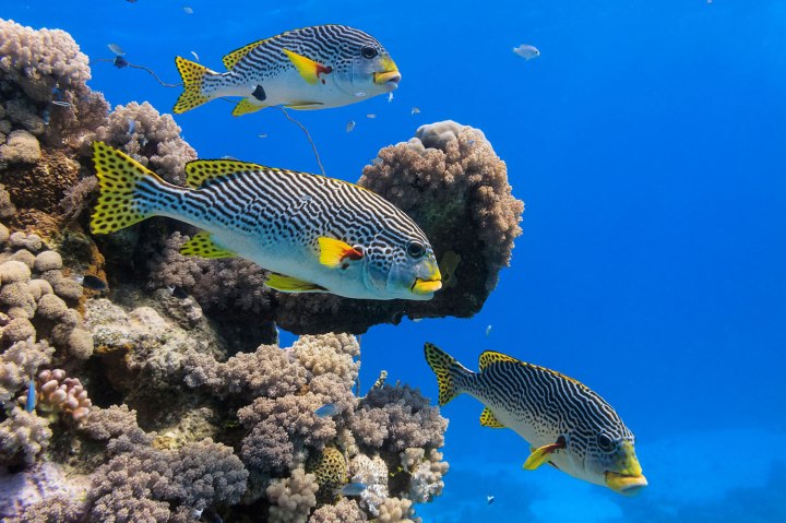 A school of diagonal banded Sweetlips fish swim through a tropical coral reef.