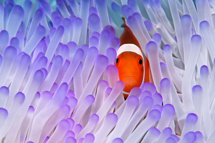 A Western Clownfish swims in a Magnificent Sea Anemone.