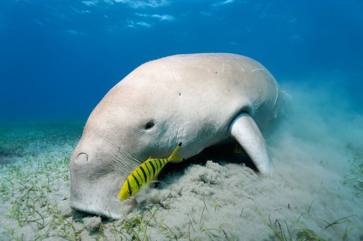 A Dugong feeds on sea weed and a Golden Trevallys Pilot Fish swims in a shallow area.
