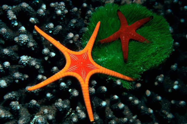 The Great Barrier Reef, with hundreds of coral and thousands of fish, contains a vast amount of colorful and unique species. Usually isolated, Seastars congregate during certain times of the year to feed.