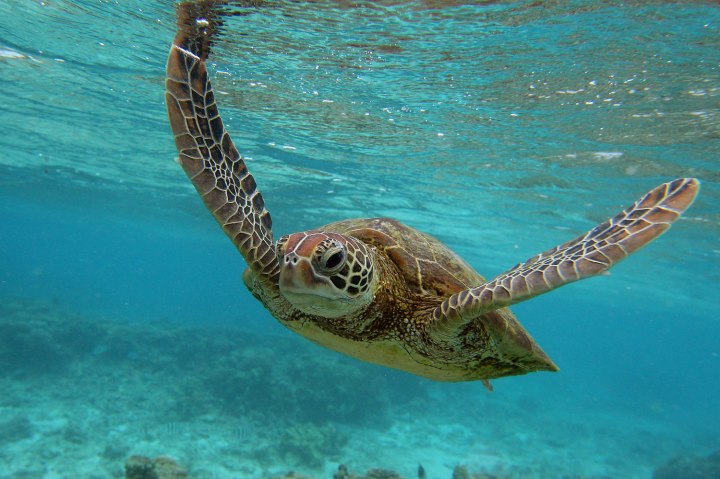 A Hawksbill sea turtle swimming in Lady Elliot Island, one of the three island resorts in the Great Barrier Reef Marine Park, in Australia, on January 15, 2012.
