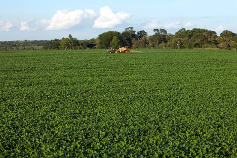 Soybean fields outside of Campo Nueve, Paraguay, on Dec. 17, 2010.