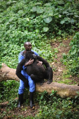 Andre Bahuma, a warden at the Virunga National Park, plays with an orphaned mountain gorilla in the gorilla sanctuary in the park headquarters at Rumangabo in the east of the Democratic Republic of Congo on July 17, 2012.