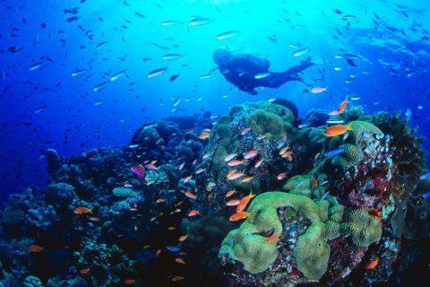 Diver swimming by coral and tropical fish 