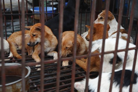dog slaughterhouse in Hanoi