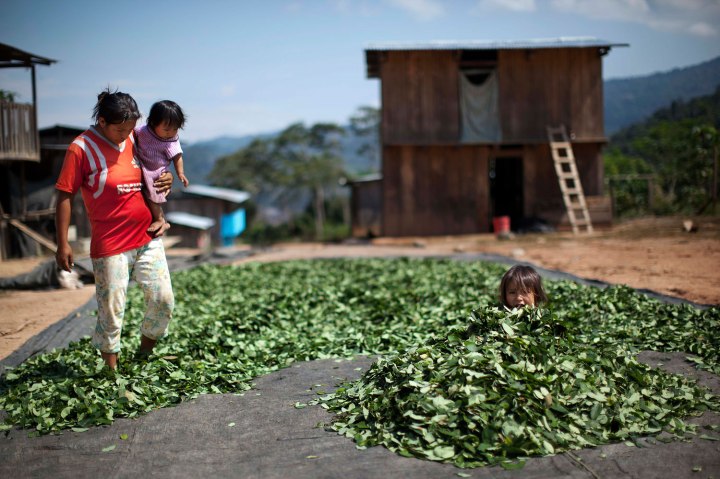 Peru Coca Growing Valley