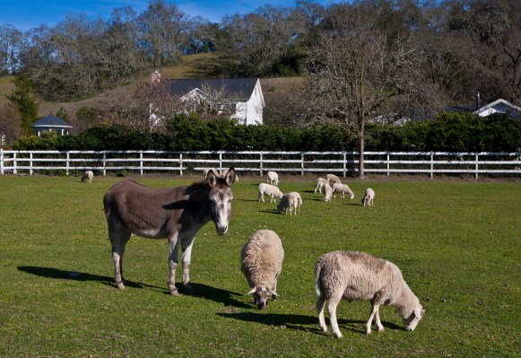 Australian Ranchers Sic Donkeys on Sheep-Eating Dingoes | TIME.com