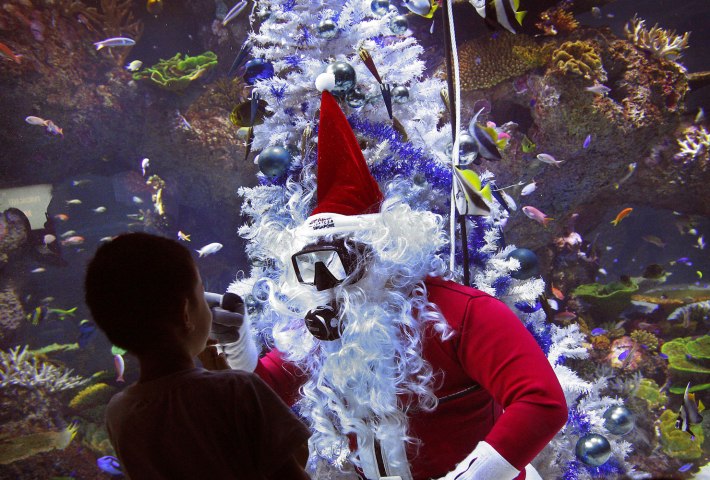 A child is silhouetted as he watches a diver dressed as Santa Claus swim in the Coral Garden tank, on Dec. 24, 2013