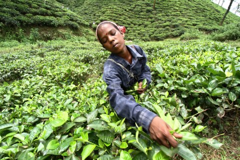 A worker plucks tea leaves at the Amchong tea estate in the northeastern Indian state of Assam, on July 11, 2012.