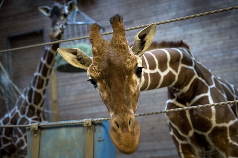 Marius the giraffe