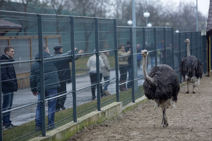 Anti-government protesters and journalists look at ostriches kept within an enclosure on the grounds of the Mezhyhirya residence of Ukraine's President Yanukovich in Novi Petrivtsi