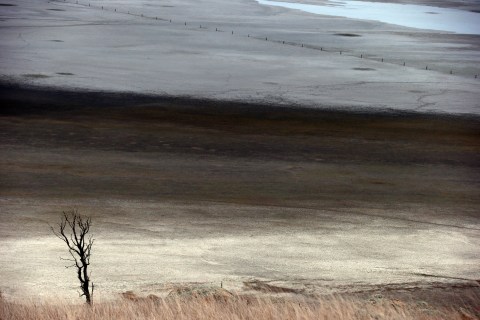 A dead tree stands in front of shallow water and a dried-up area of Lake George, located 50 km (31 miles) north of the Australian capital city of Canberra