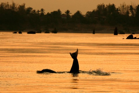 An Irrawaddy dolphin, also known as the Mekong dolphin, swims in the river at the Kampi village in Kratie province